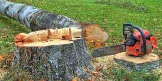 Best Commercial Tree Services  in Fairport, NY