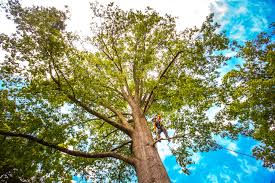 Best Pest Control for Lawns  in Fairport, NY