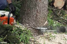 Best Tree Preservation Services  in Fairport, NY