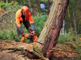 Lawn Maintenance Plans in Fairport, NY