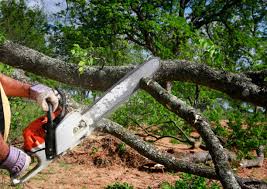 Best Tree Mulching  in Fairport, NY