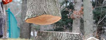 Best Tree Removal  in Fairport, NY
