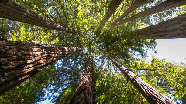 Best Tree and Shrub Care  in Fairport, NY