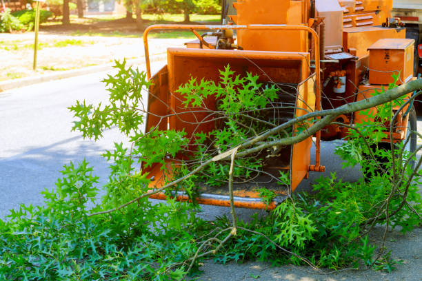 Best Root Management and Removal  in Fairport, NY