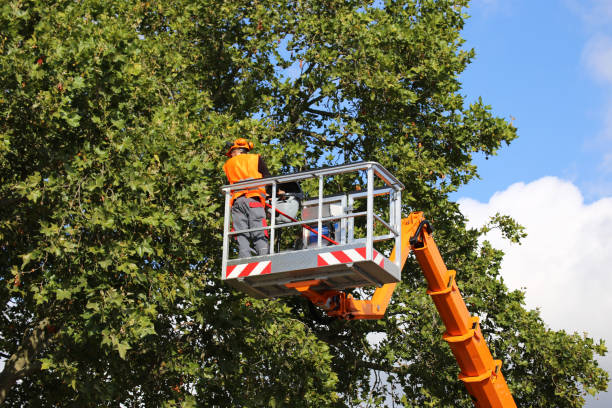 Reliable Fairport, NY Tree Services Solutions