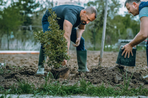 Best Lawn Maintenance Plans  in Fairport, NY