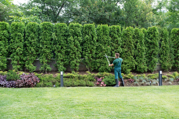 How Our Tree Care Process Works  in  Fairport, NY