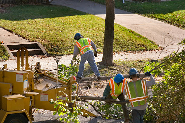 Best Storm Damage Tree Cleanup  in Fairport, NY