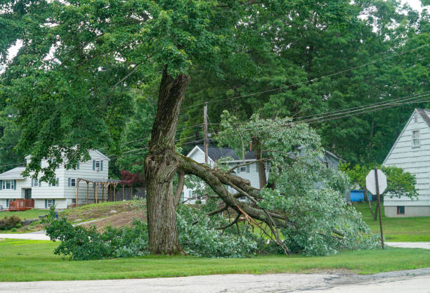 Best Stump Grinding and Removal  in Fairport, NY