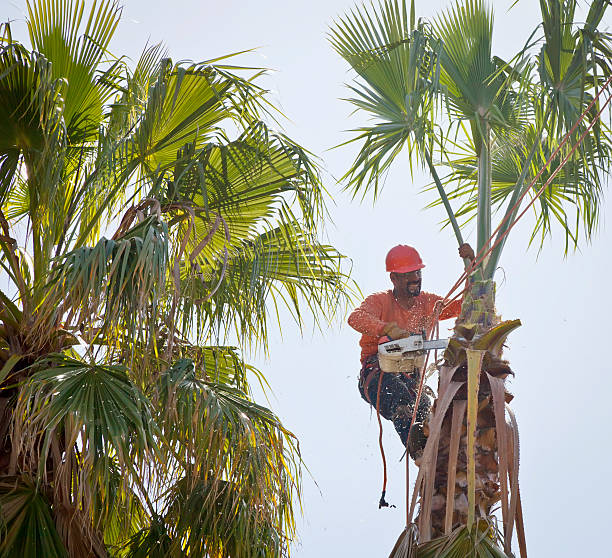 Best Tree Cabling and Bracing  in Fairport, NY