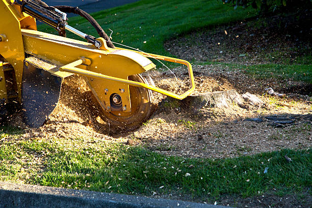 Best Lawn Grading and Leveling  in Fairport, NY