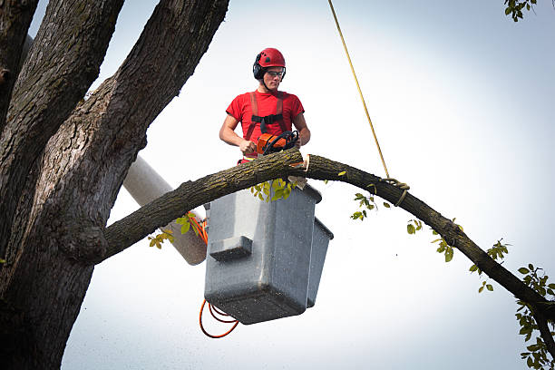 Best Tree Maintenance Programs  in Fairport, NY