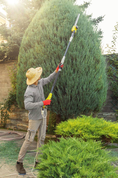Best Lawn Pest Prevention  in Fairport, NY