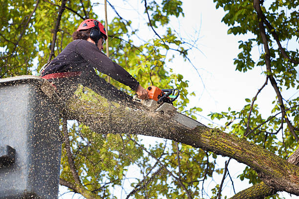 Best Hazardous Tree Removal  in Fairport, NY